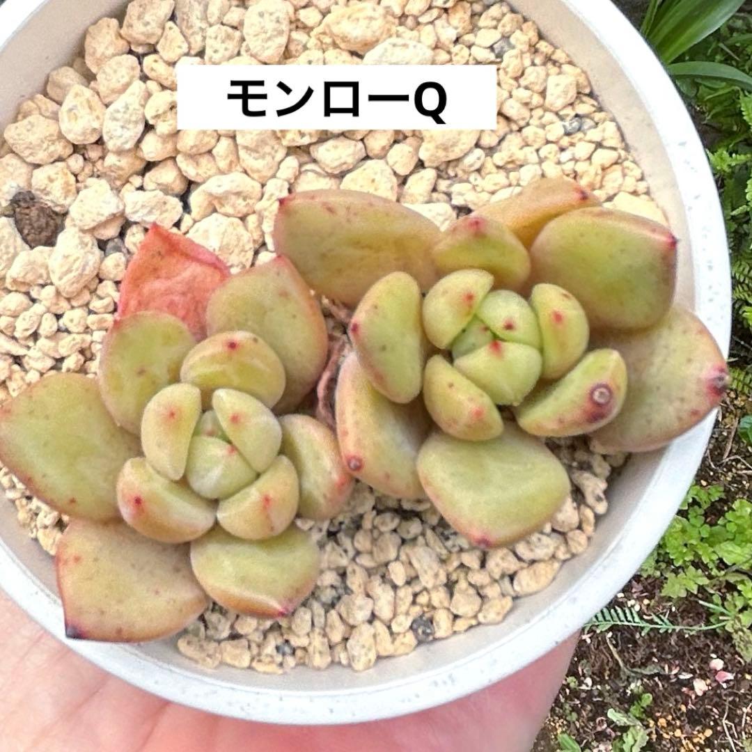 No.547 ❁モンローQ❁ 抜き苗 多肉植物 寄せ植え