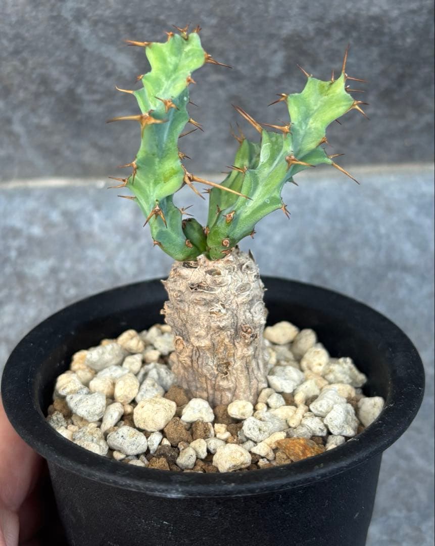 発根済み ユーフォルビア クラビゲラ 現地球 カキコ