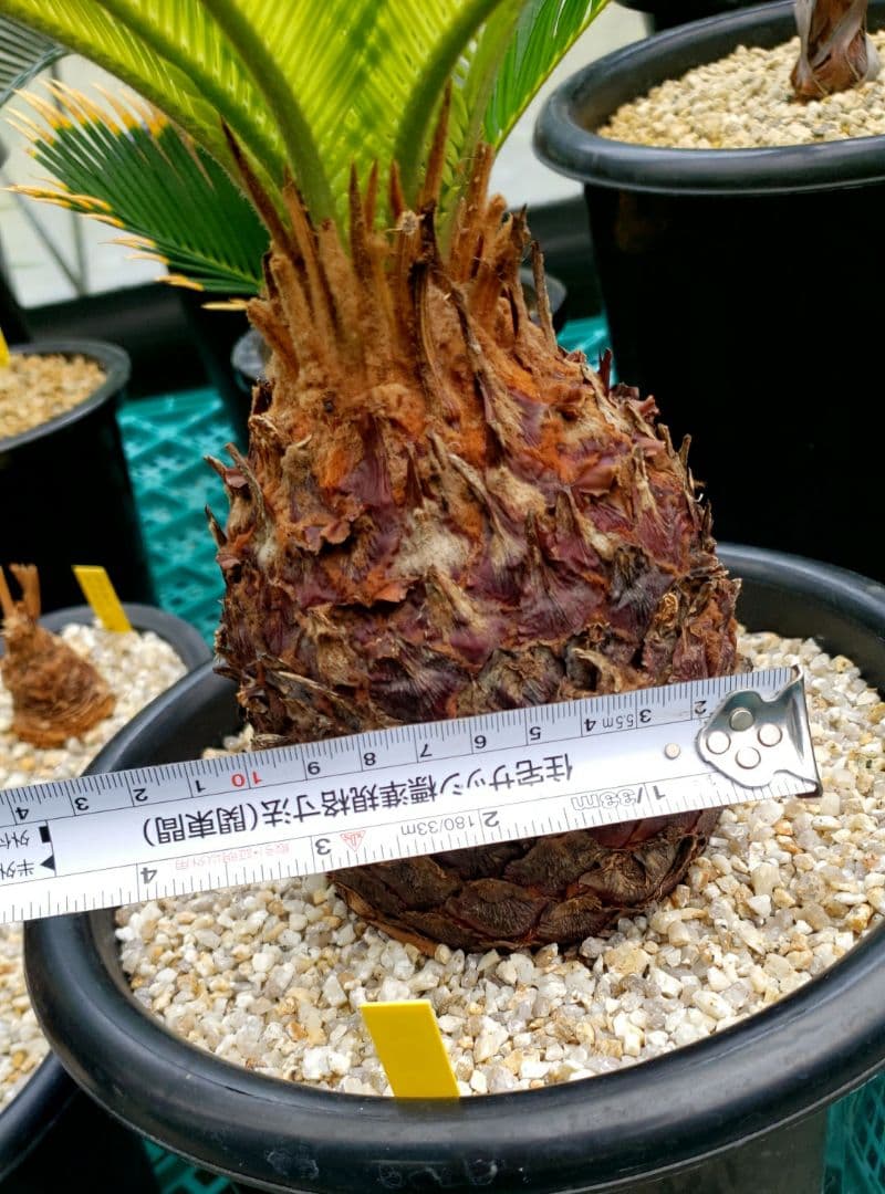 黄金ソテツ　夏黄蘇鉄