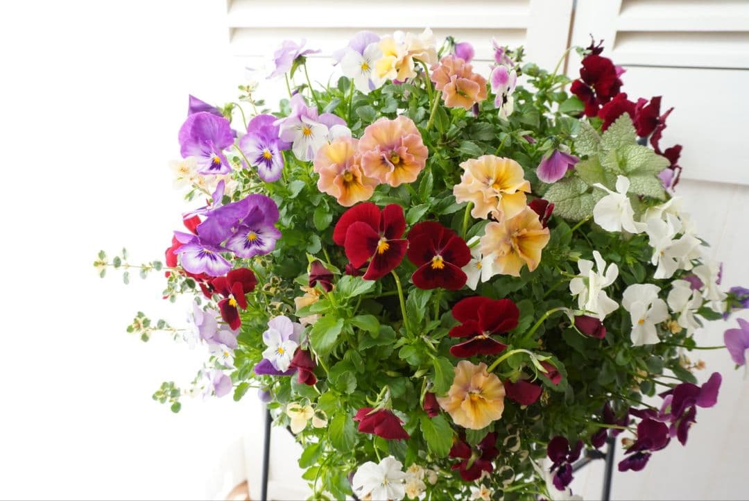 『フリルビオラ♡ルージュグラデーション』ハンギングバスケット　寄せ植え　花