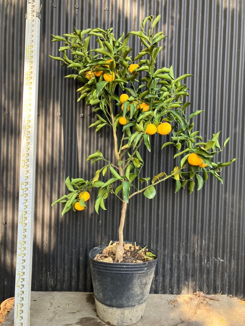 柑橘　果樹苗　一才ゆず　苗木