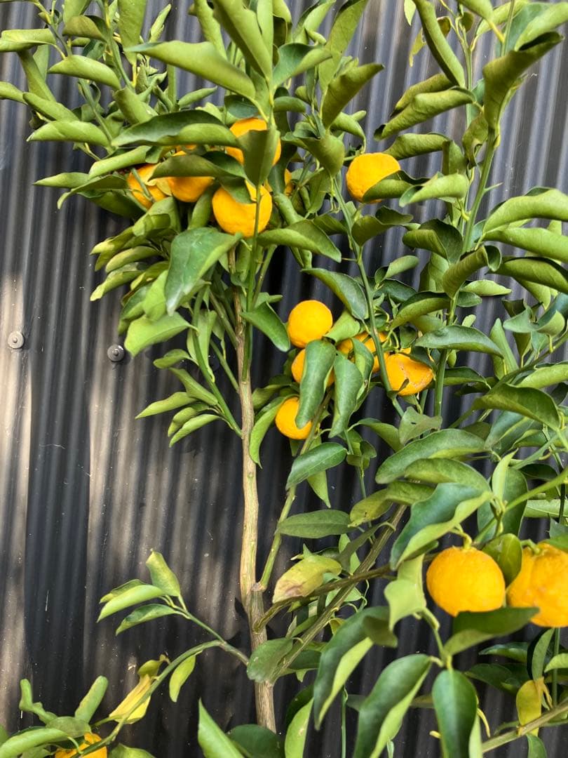 柑橘　果樹苗　一才ゆず　苗木