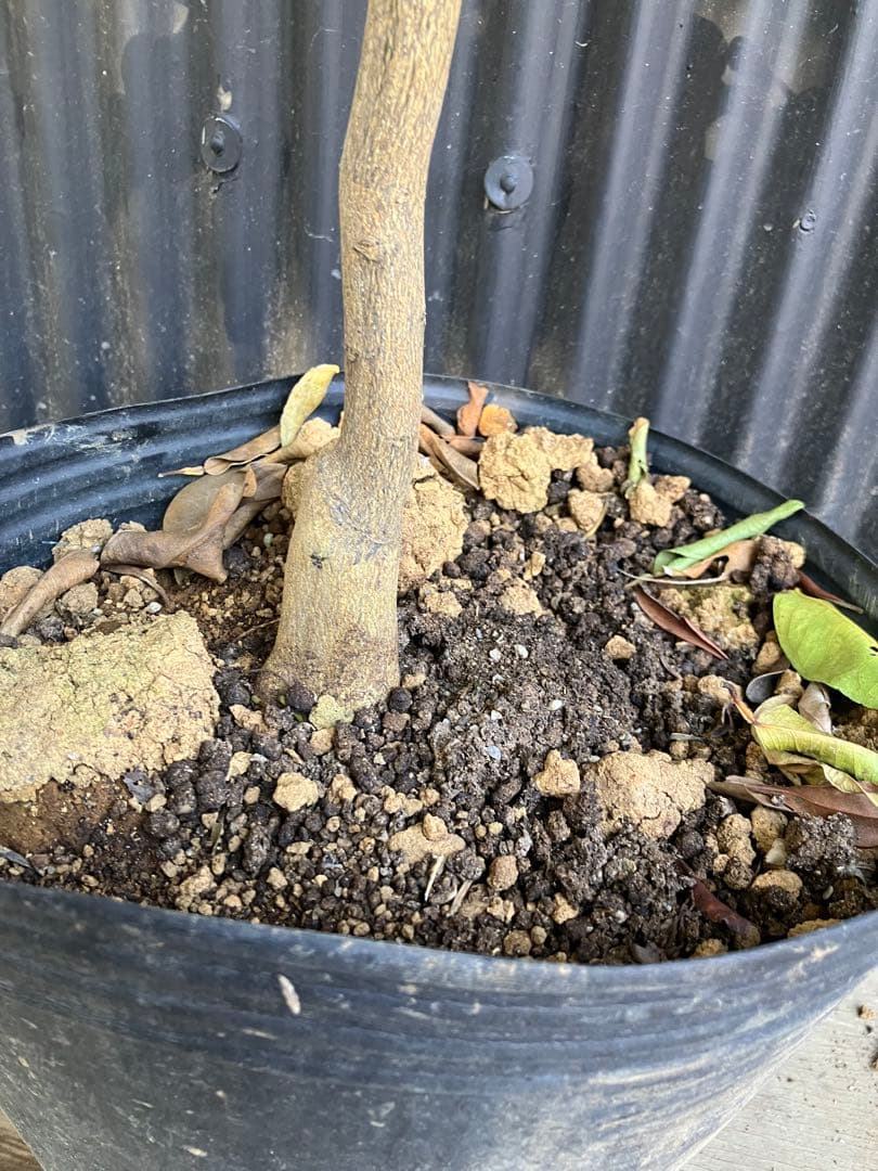 柑橘　果樹苗　一才ゆず　苗木