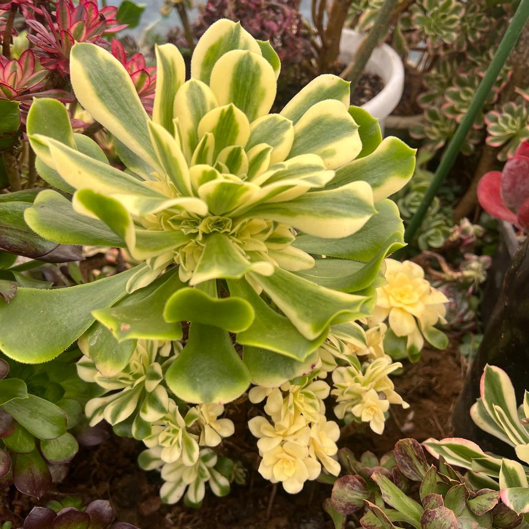 多肉植物..アエオニウム　シンニア（辛尼亚）法師錦。抜き苗