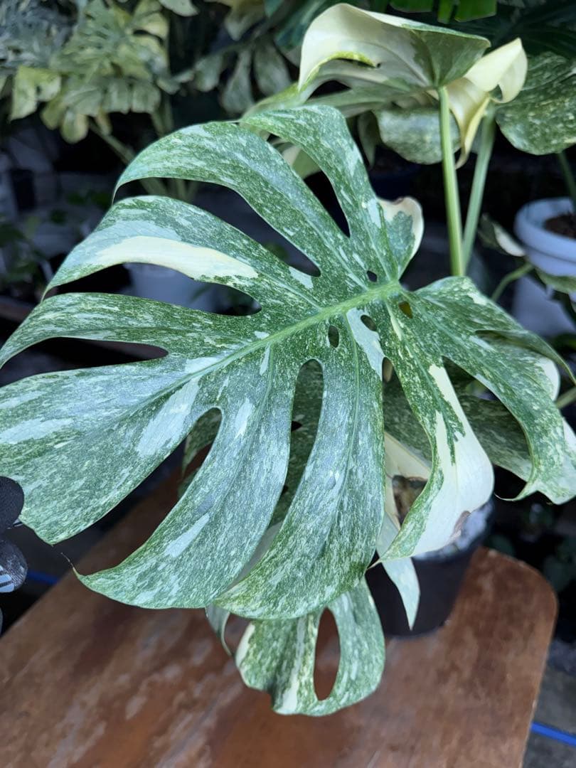 LG10モンステラ　レガシー　美斑入り健康株