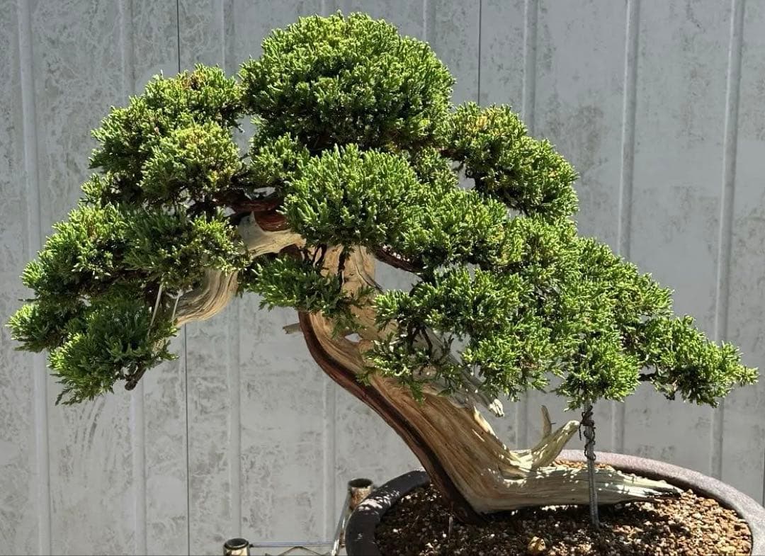 中型盆栽( 引取限定　) 大阪府和泉市