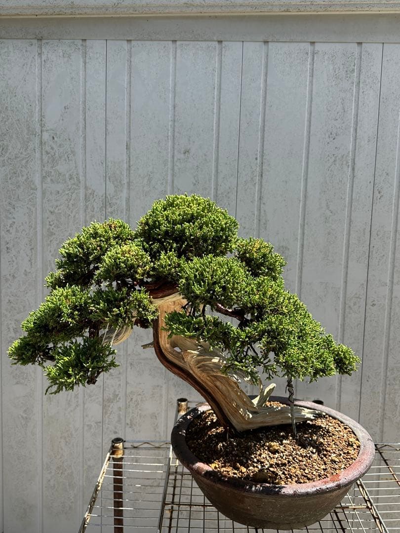 中型盆栽( 引取限定　) 大阪府和泉市