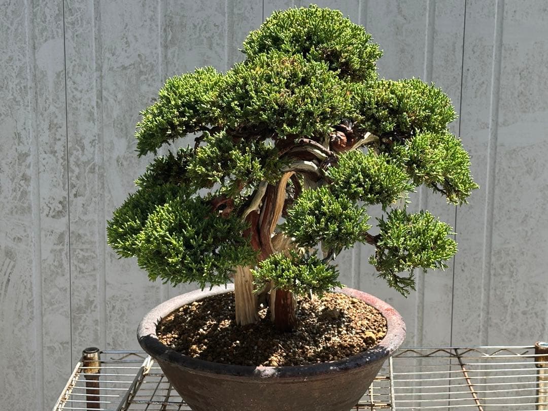 中型盆栽( 引取限定　) 大阪府和泉市