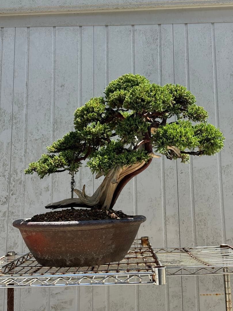 中型盆栽( 引取限定　) 大阪府和泉市