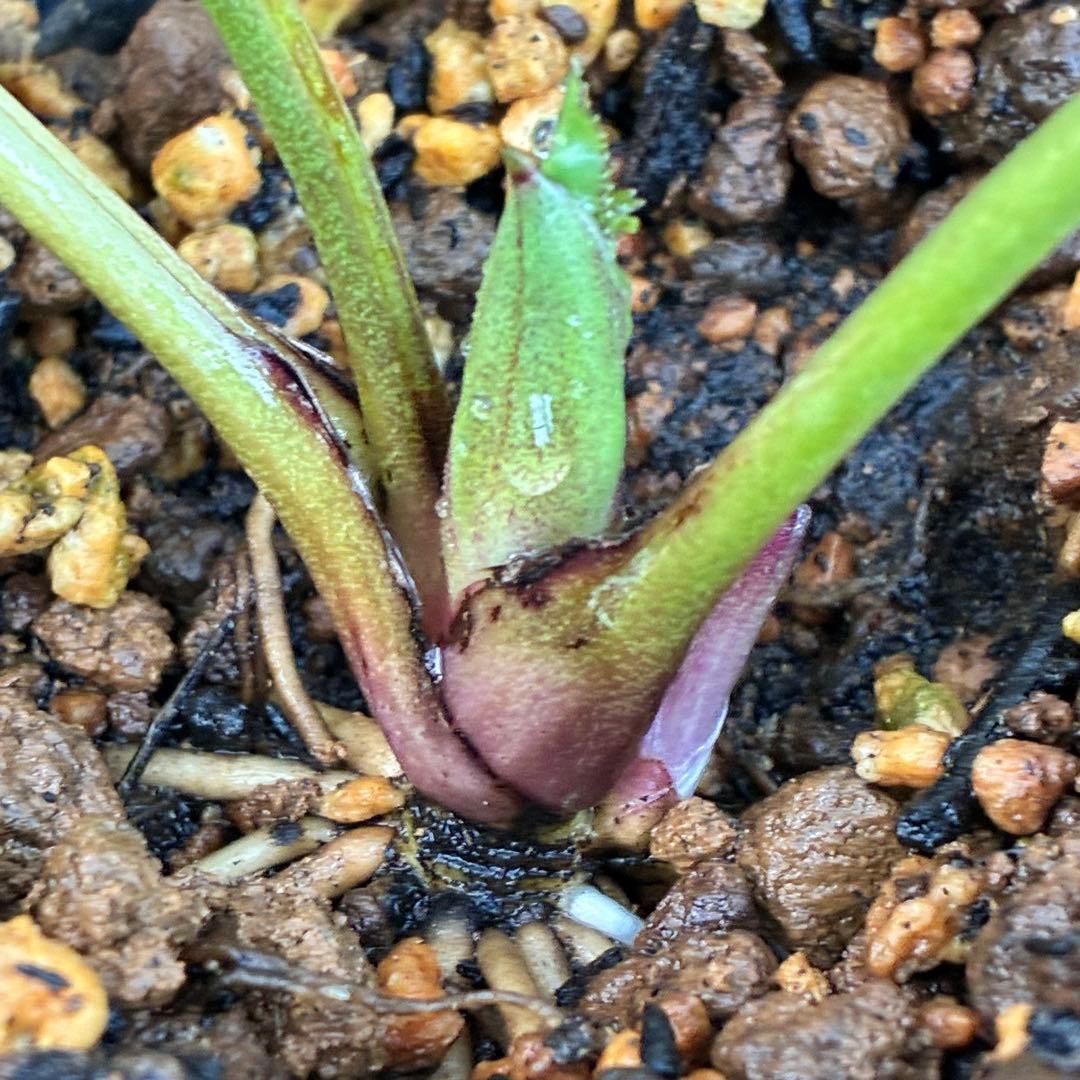 ま*️様 ☘️完成形☘️根パンパン❤️沢山新芽元気株❤️3233⭐️小輪⭐️カラ