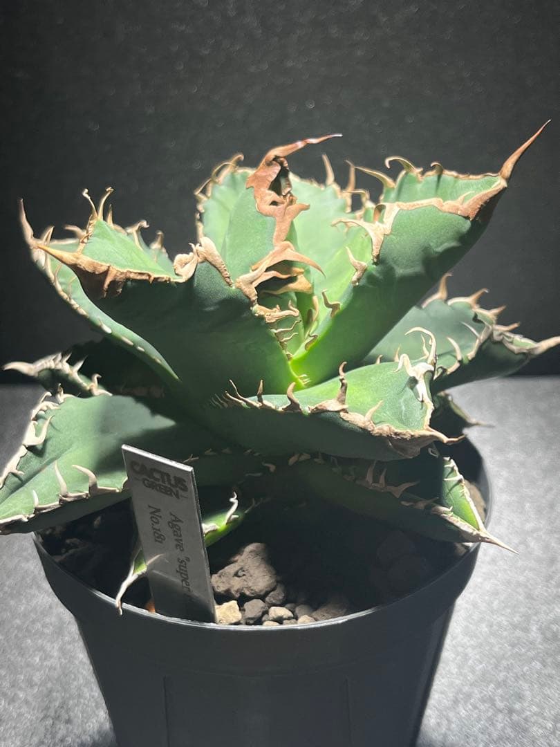 スーパーチタノタ カクタスグリーン 子株 アガベ