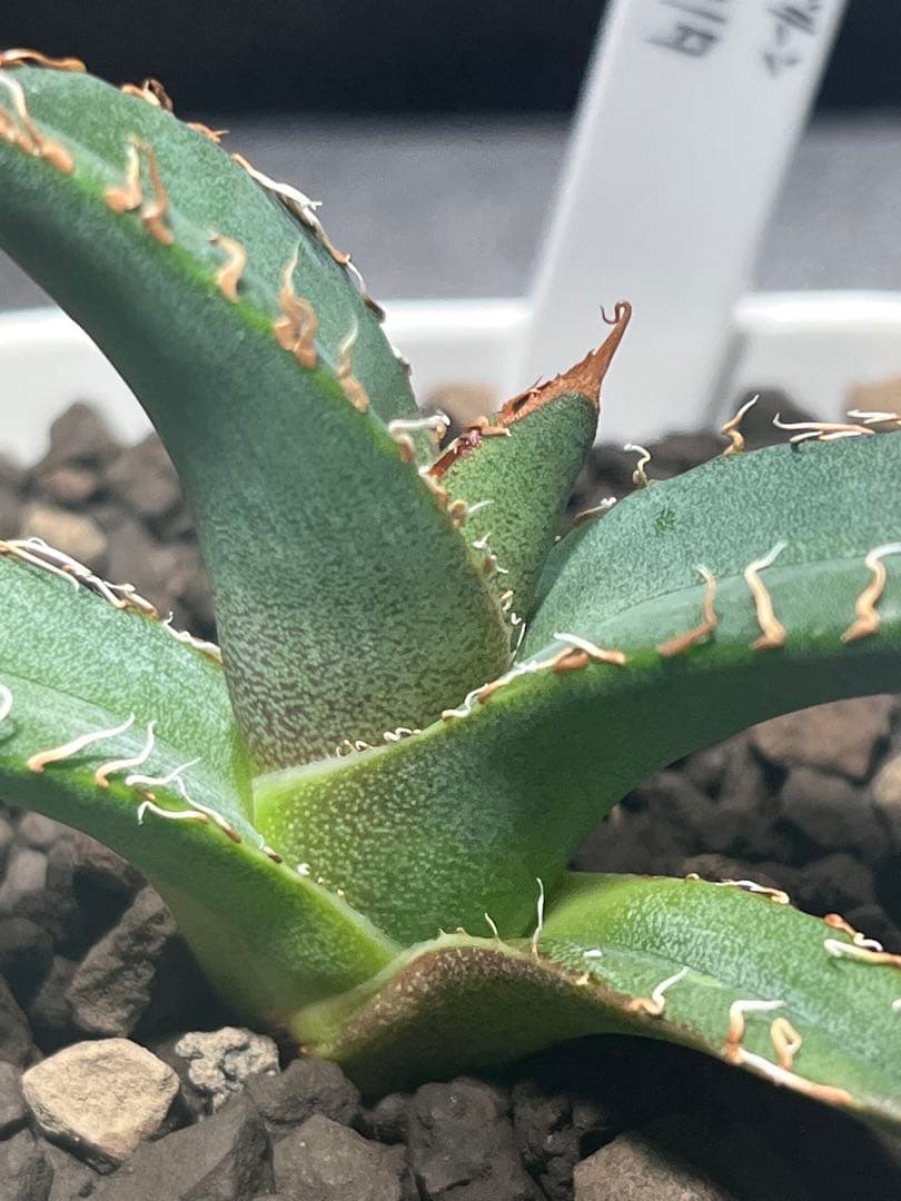 スーパーチタノタ カクタスグリーン 子株 アガベ