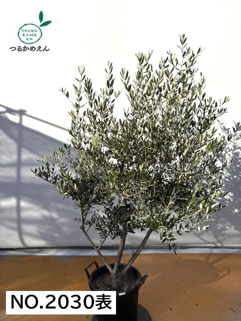 オリーブの木　コレッジョラ　約170cm　NO.2030　大型　現品掲載