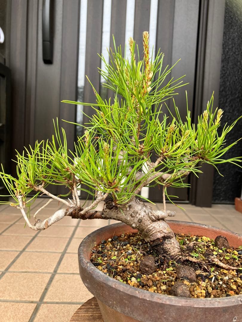 大特価！小品盆栽　赤松①　極太の優良素材　新春大特価！大幅値下げ早いもの勝ち