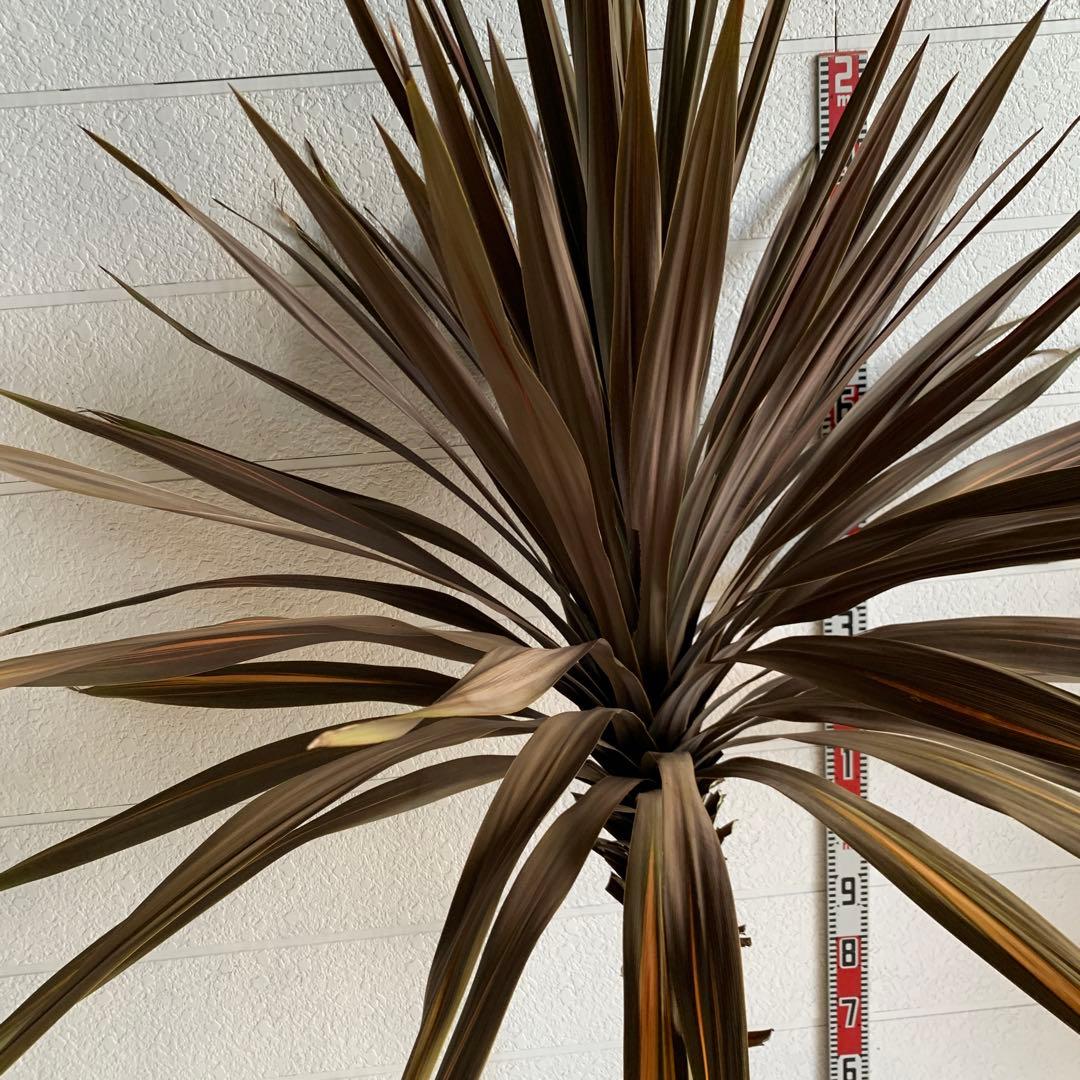 引き取り限定　大株　赤ドラセナ　斑入り　コルジリネ レッドスター　37