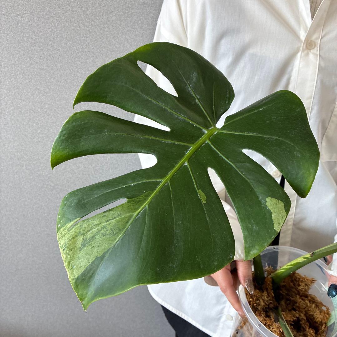超超超絶希少❗️サイズ特大❗️モンステラ　デリシオーサ　スフィンクス✨