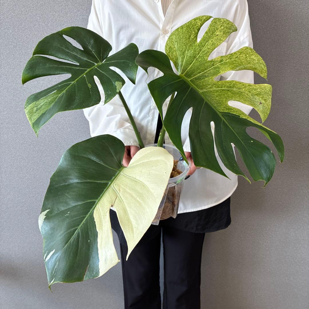 超超超絶希少❗️サイズ特大❗️モンステラ　デリシオーサ　スフィンクス✨
