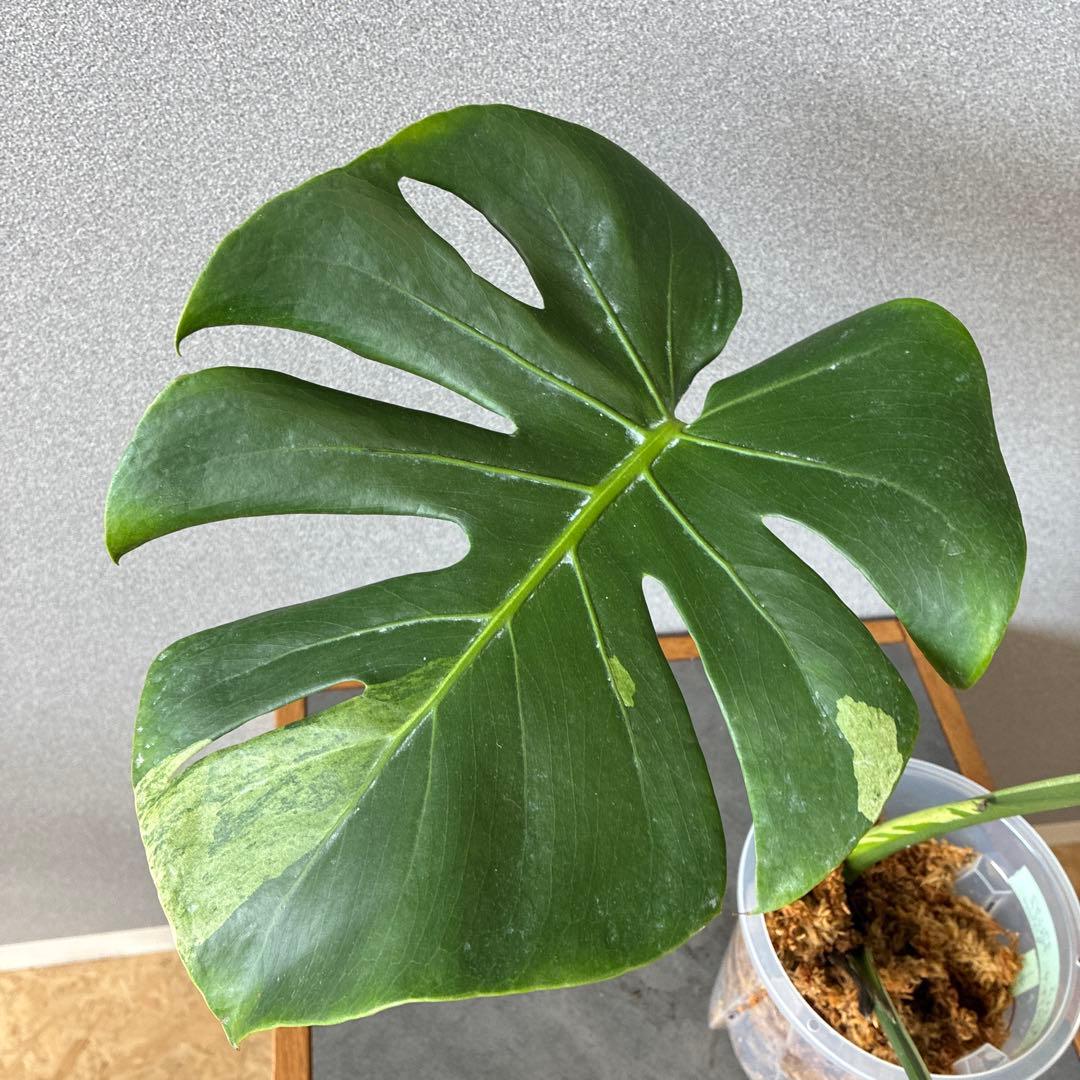 超超超絶希少❗️サイズ特大❗️モンステラ　デリシオーサ　スフィンクス✨