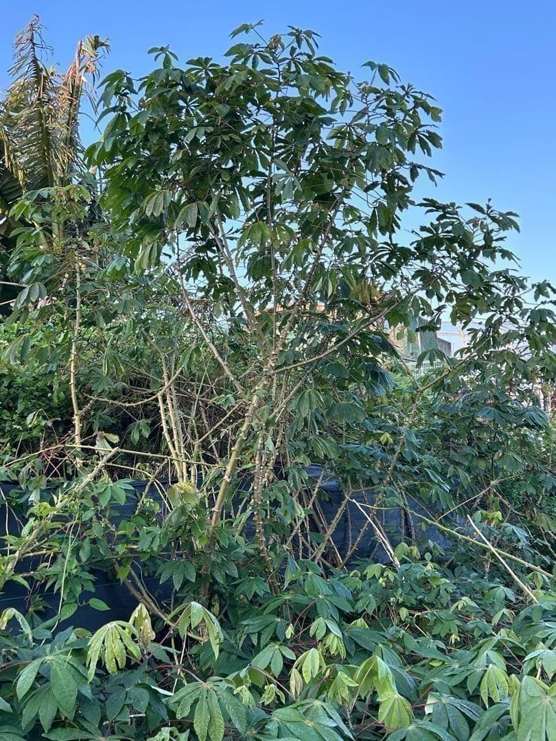 官能的な旨味と甘味◆高級種◆キャッサバ・ゴールドSS◆挿し木枝。60サイズ箱満杯