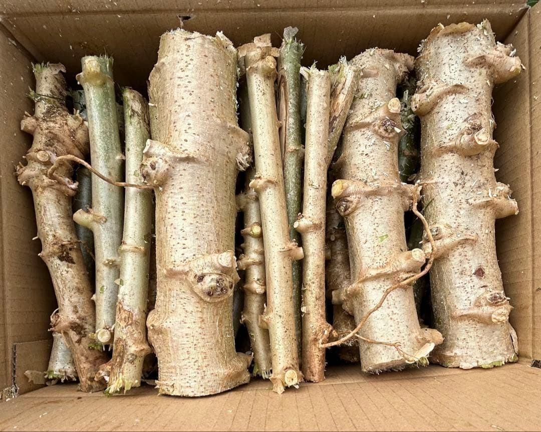 官能的な旨味と甘味◆高級種◆キャッサバ・ゴールドSS◆挿し木枝。60サイズ箱満杯