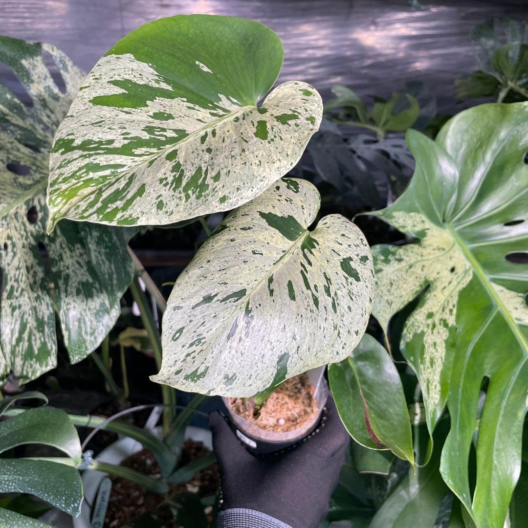 VC1 モンステラ　デリシオーサ　ベトシオーサ　セレクトエディション斑入り