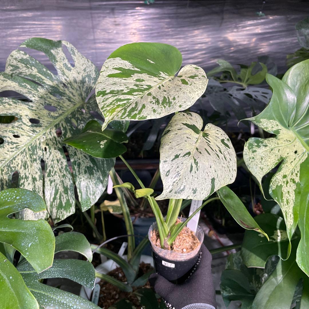 VC1 モンステラ　デリシオーサ　ベトシオーサ　セレクトエディション斑入り