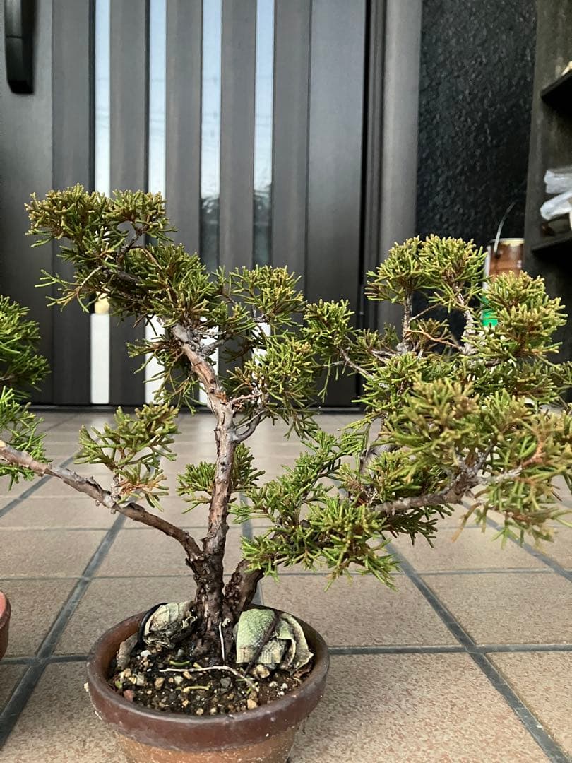 小品盆栽　真柏糸魚川　優良素材2鉢セット　★大特価！大幅値下げ早いもの勝ち