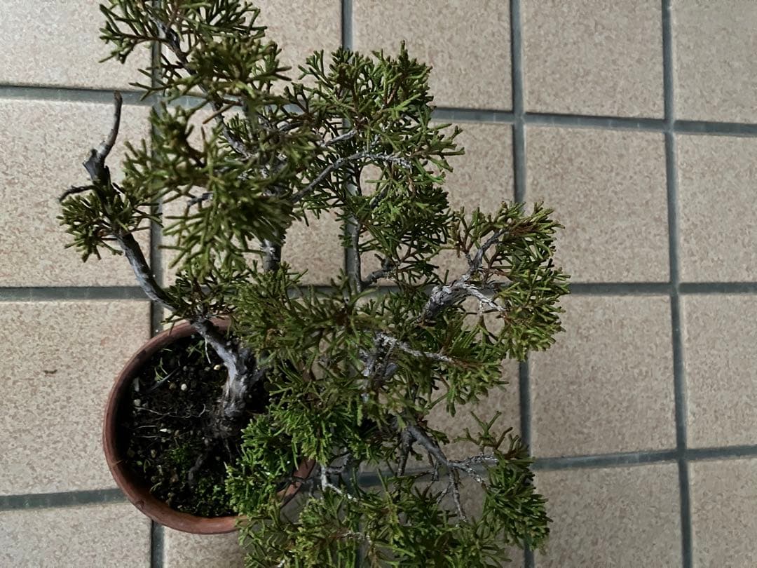 小品盆栽　真柏糸魚川　優良素材2鉢セット　★大特価！大幅値下げ早いもの勝ち