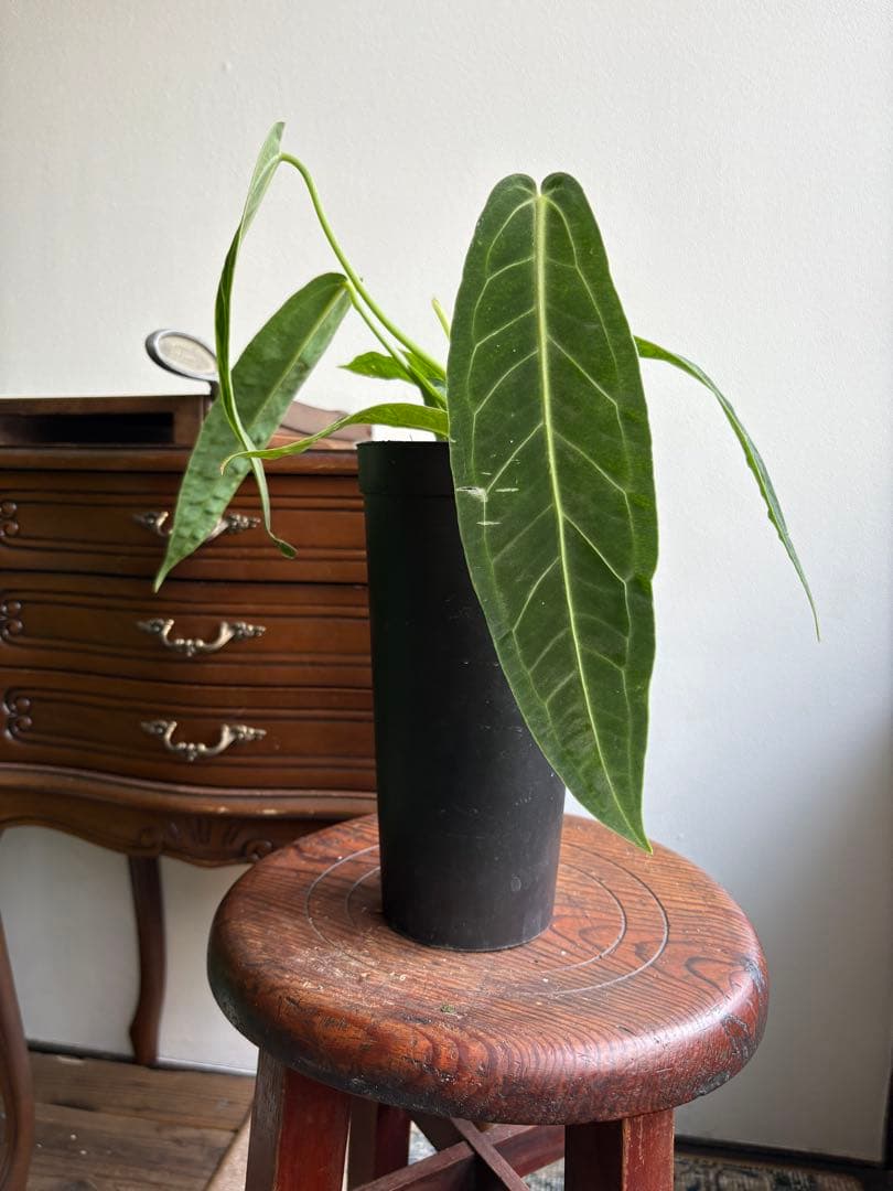 アンスリウム ワロクアナム 3号 ロングポット ⑨