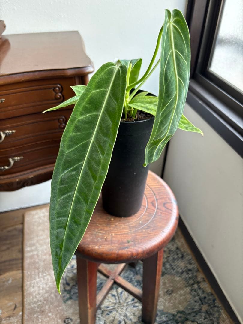 アンスリウム ワロクアナム 3号 ロングポット ⑨