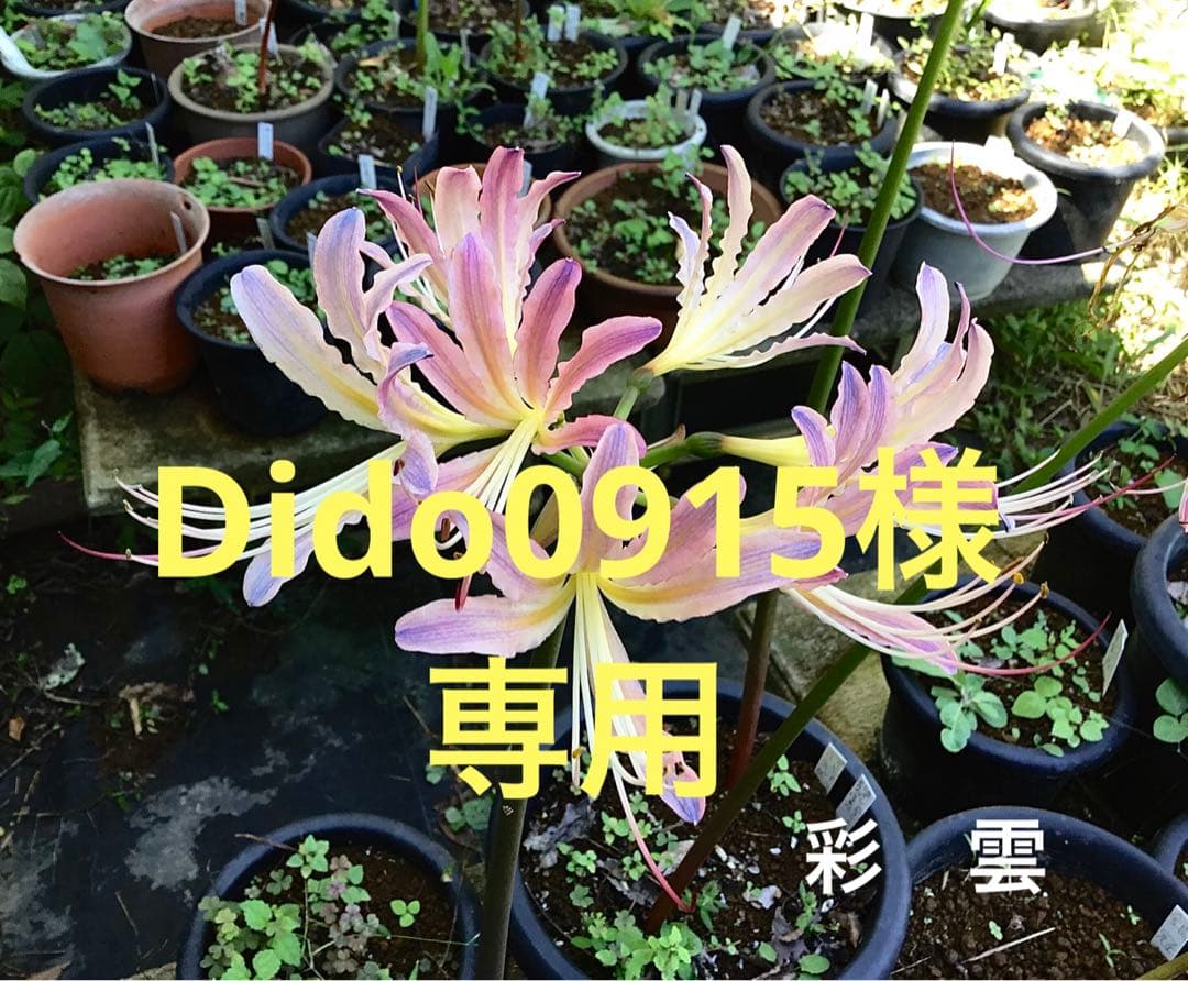 Dido0915リコリスセット