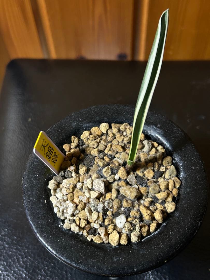 超希少　万年青　天錦章（てんきんしょう）これからの成長に期待