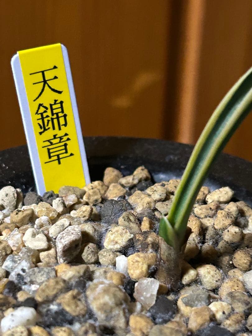 超希少　万年青　天錦章（てんきんしょう）これからの成長に期待