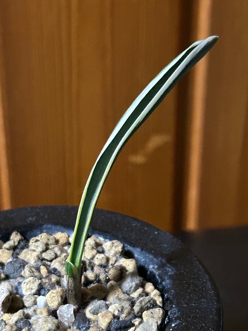 超希少　万年青　天錦章（てんきんしょう）これからの成長に期待