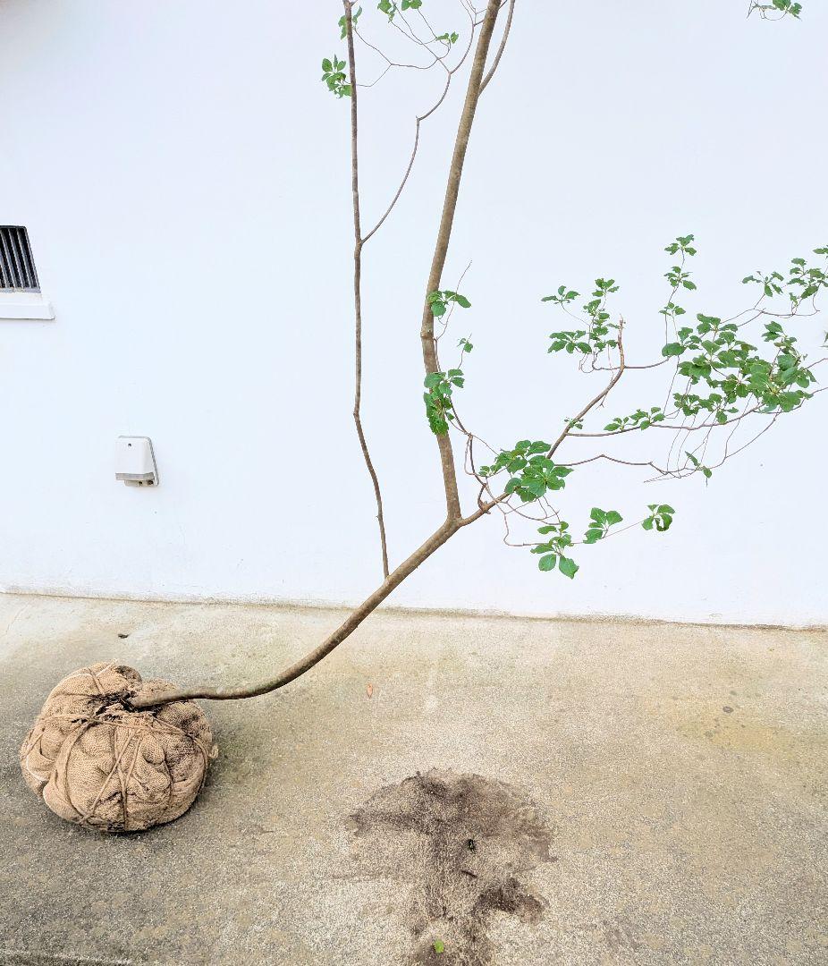 至極。山採りドウダンツツジ。