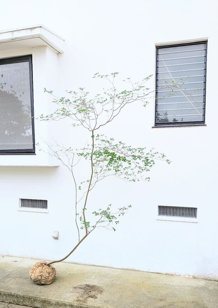 至極。山採りドウダンツツジ。