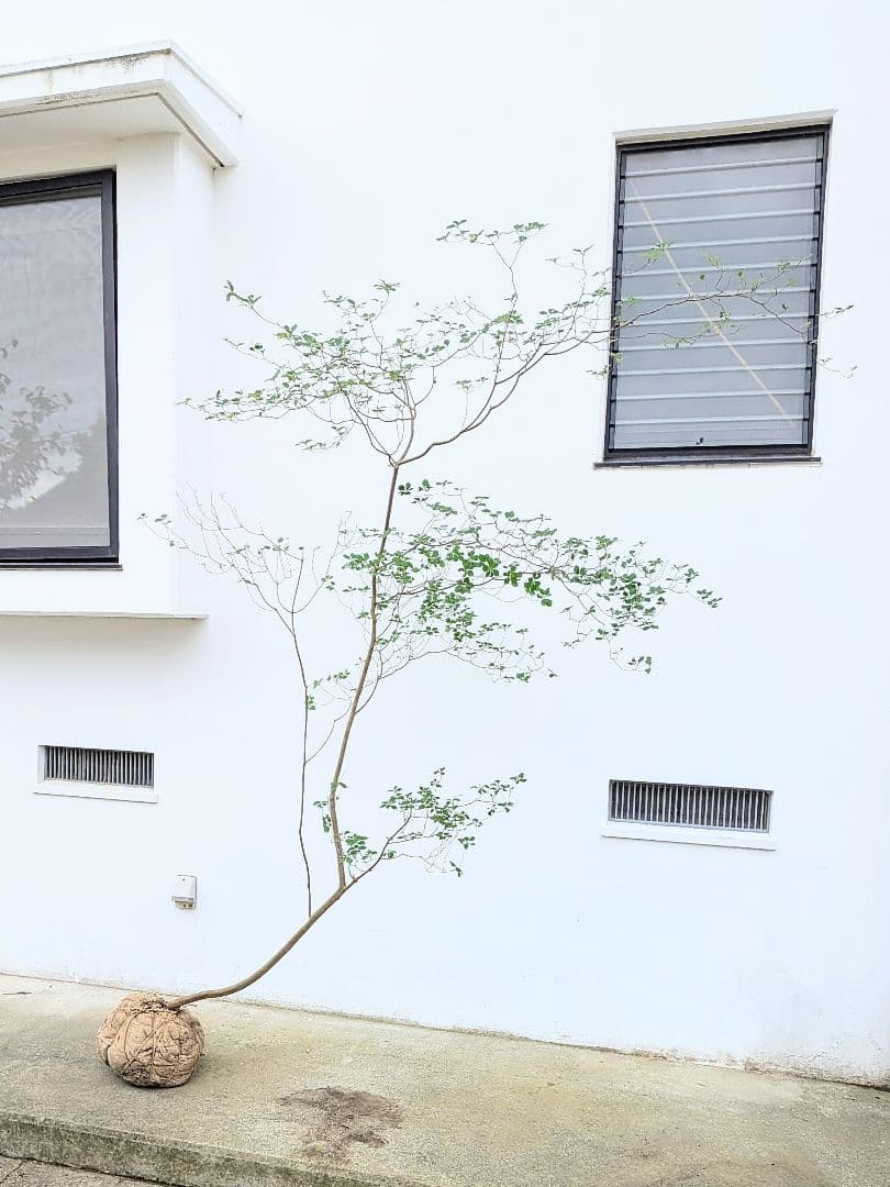 至極。山採りドウダンツツジ。