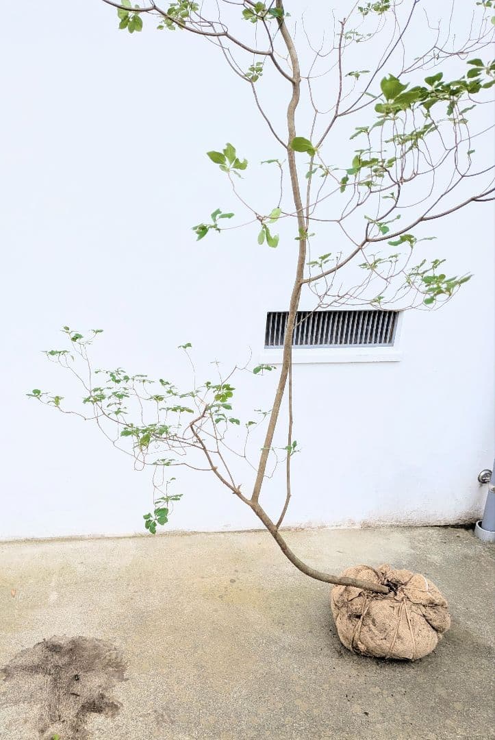 至極。山採りドウダンツツジ。