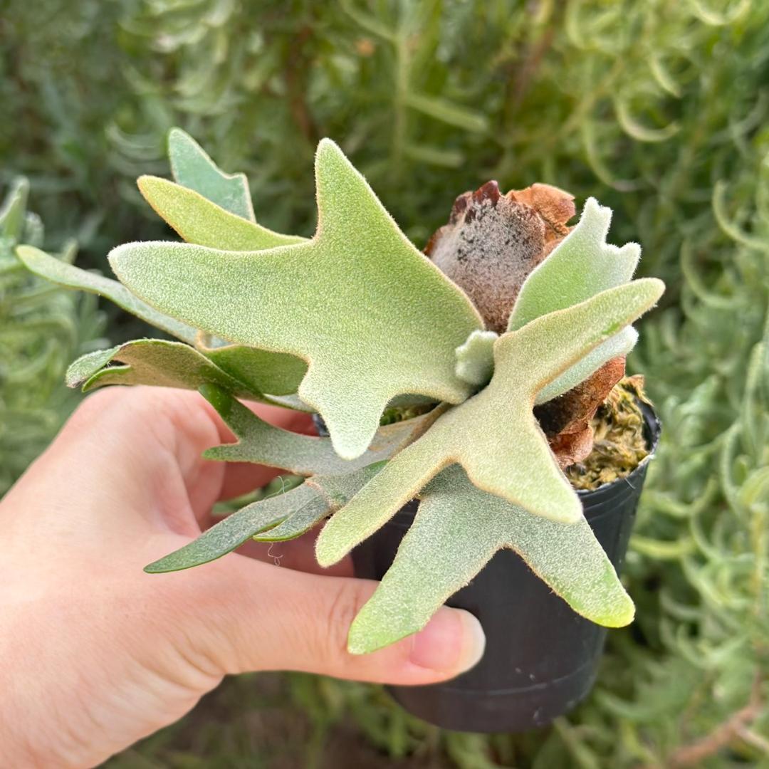 chococoffee 2点セット