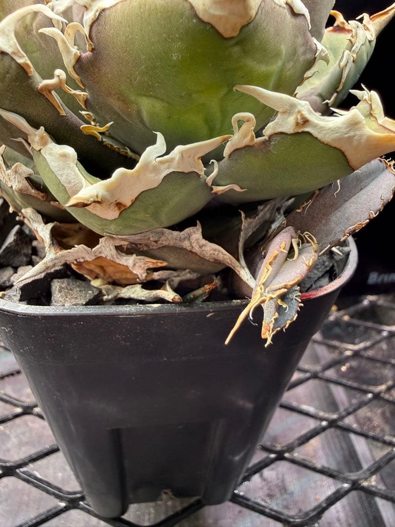 アガベFO-076 ボールタイプ