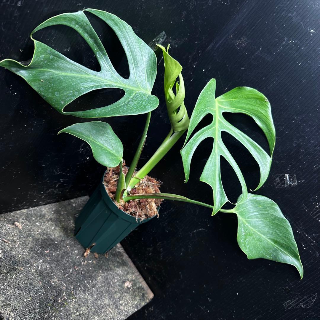 k*o様 モンステラデリシオーサシエラナオアハカ増殖株大株美葉個体レア