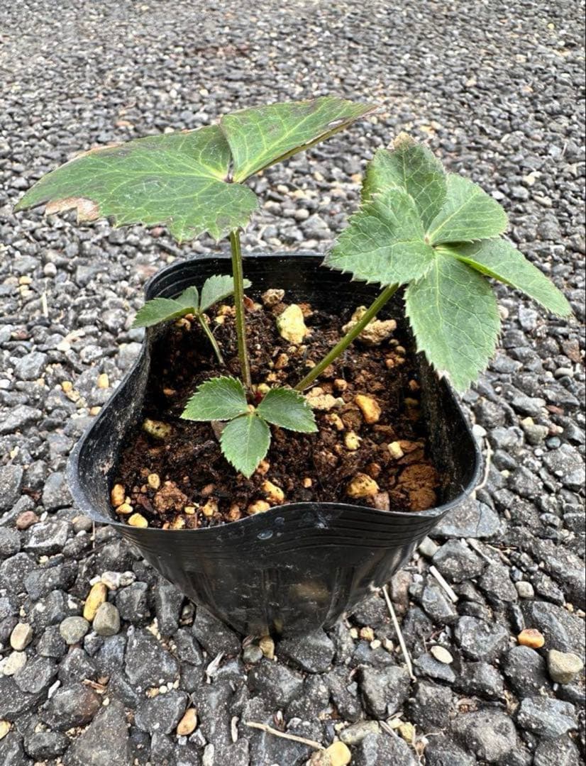 クリスマスローズ　ブラウニー　交配苗　大木ナーサリー