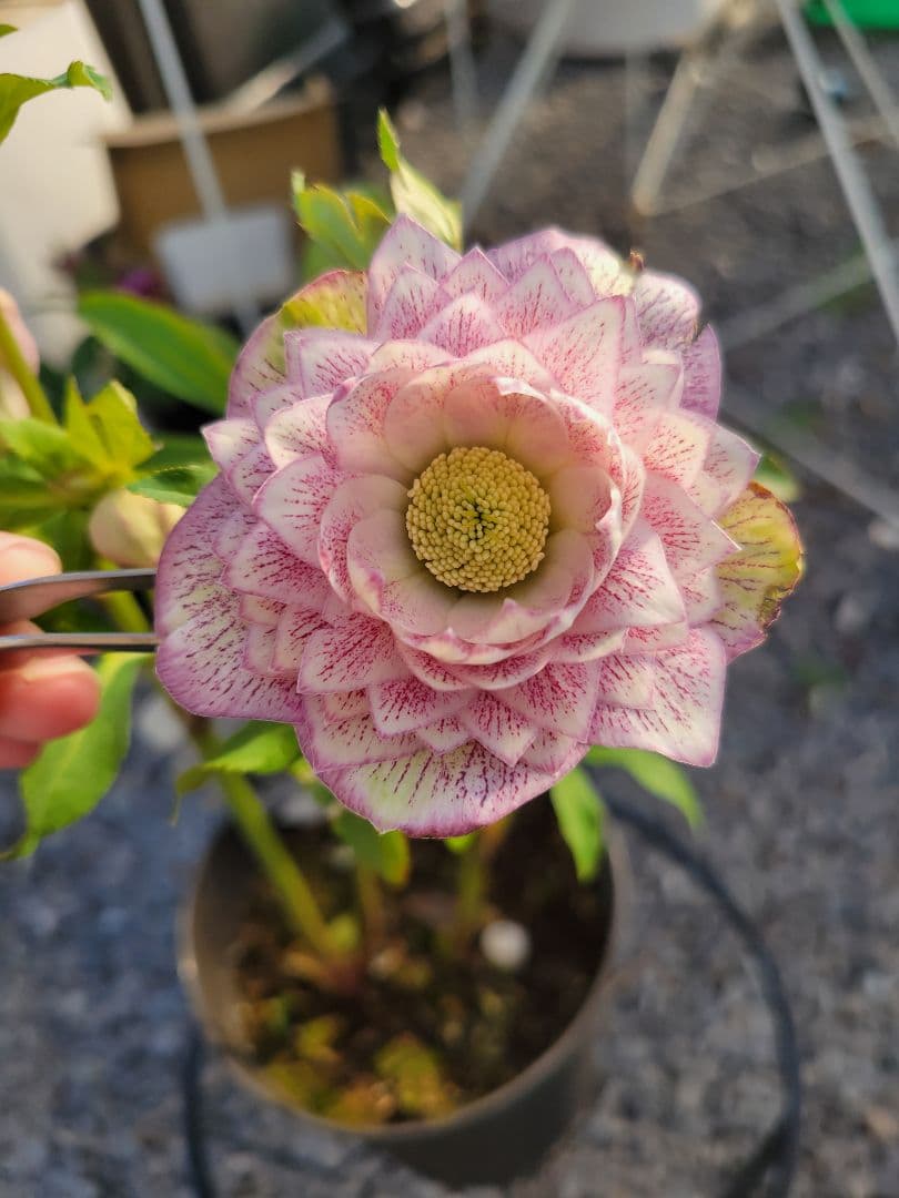 広瀬園芸　ピンクスポット多弁　クリスマスローズ