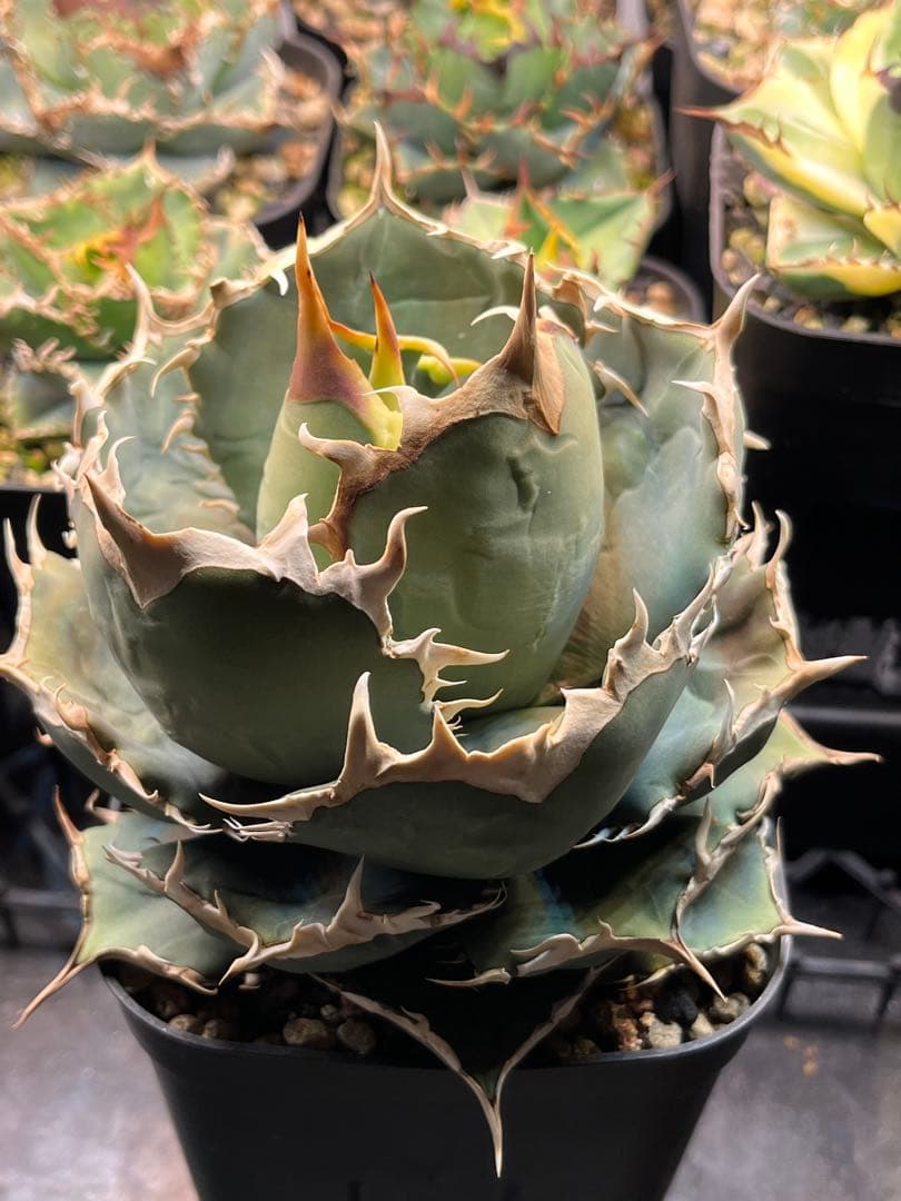 アガベ　FO０７６