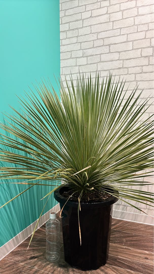 ユッカ トンプソニアーナ　大型株 シンボルツリー ドライガーデン