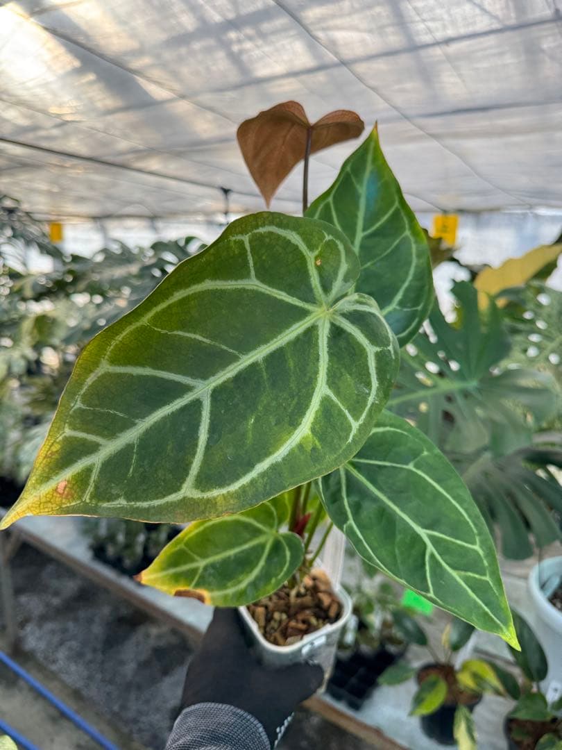 3 アンスリウム　ミシェル　x クリスタル　シルバー　斑入り