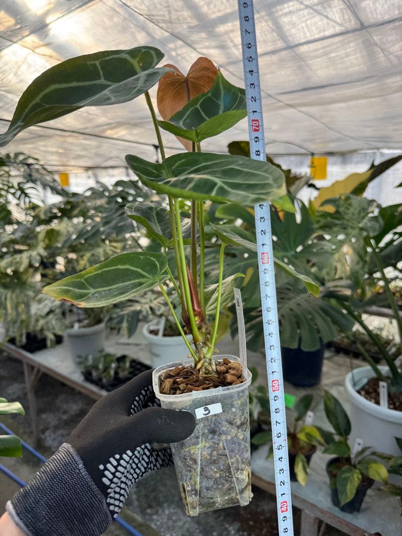 3 アンスリウム　ミシェル　x クリスタル　シルバー　斑入り