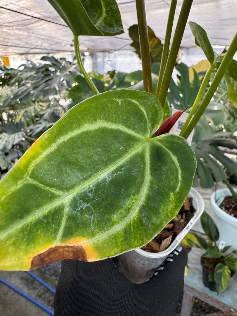 3 アンスリウム　ミシェル　x クリスタル　シルバー　斑入り