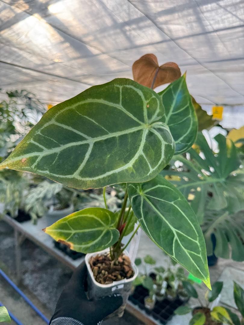 3 アンスリウム　ミシェル　x クリスタル　シルバー　斑入り