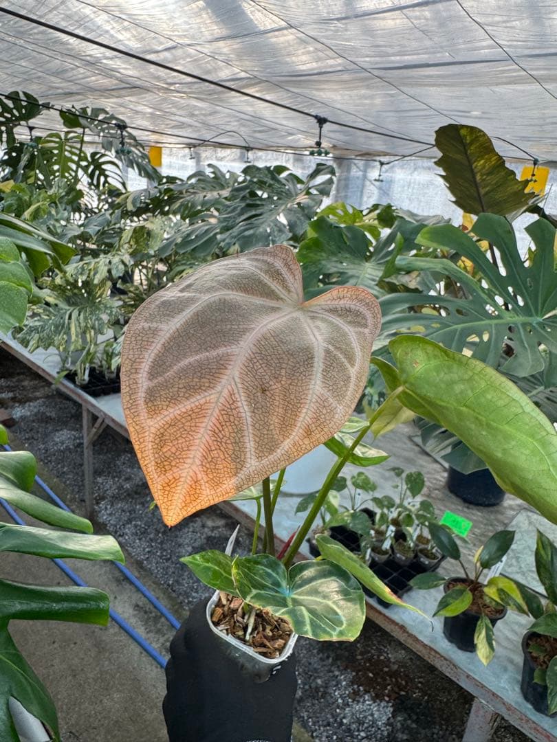 3 アンスリウム　ミシェル　x クリスタル　シルバー　斑入り